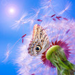 Pusteblume mit Schmetterling