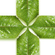 Medical symbol made ​​of leaves