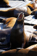Sea lions at Pier 39, San Francisco, USA.. Sea lions at Pier 39, San Francisco, USA..