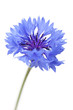 Kornblume (Centaurea cyanus) - Einzelne Blüte auf weißem Hinterg
