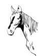 Horse head