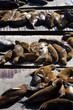 Sea lions at Pier 39, San Francisco, USA.. Sea lions at Pier 39, San Francisco, USA..