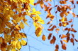 Herbstblätter