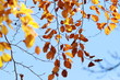 Herbstblätter