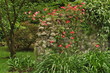 Ninfa V