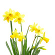 Yellow daffodil flowers Yellow daffodil flowers