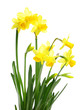 Yellow daffodil flowers Yellow daffodil flowers