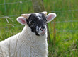 Lamb