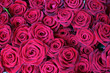 Dunkelrote Rosen