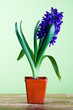 decorative hyacinth decorative hyacinth