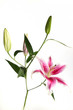 Pink lily flower isolated on white