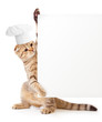 funny kitten in cook hat holding menu blank funny kitten in cook hat holding menu blank