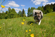 Hund Wiese Frühling Landschaft