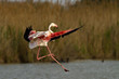 Greater flamingo flying