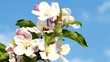 Video: pollination pollination