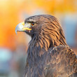 Portrait of a Golden Eagle (Aquila chrysaetos)