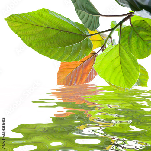 Photo: green leaves reflecting in the water green leaves reflecting in the water