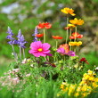 Blumenwiese