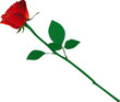 Isolated long stem red rose Isolated long stem red rose