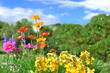 Blumenwiese