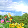 Blumenwiese