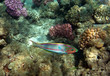 Moon wrasse Moon wrasse
