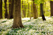 Waldboden im Frühling 3