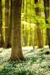 Waldboden im Frühling 4