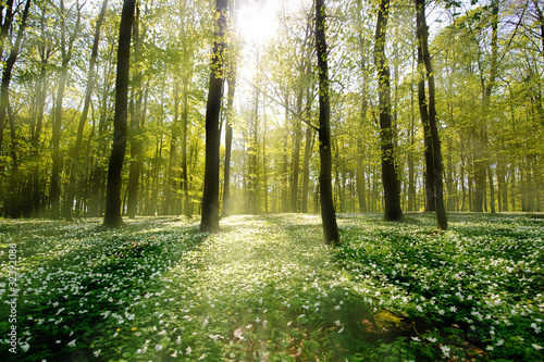 Photo: Waldlichtung im Gegenlicht Waldlichtung im Gegenlicht