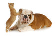 cat and dog