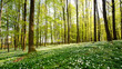 Waldlichtung im Frühling