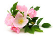 Dog rose blossom isolated