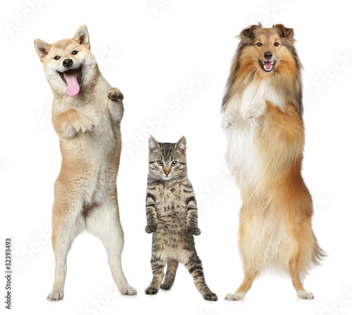 Photo: Two dogs and cat stand on hind legs Two dogs and cat stand on hind legs