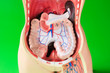 Model of the human body showing internal organs of the abdomen. Model of the human body showing internal organs of the abdomen.