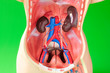 Model of the human body showing internal organs of the abdomen. Model of the human body showing internal organs of the abdomen.