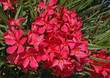 laurier rose