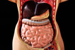 Model of the human body showing internal organs of the abdomen. Model of the human body showing internal organs of the abdomen.