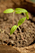 New young plant