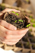 Woman`s hands holding a pot with plantes