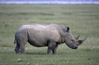 White Rhino