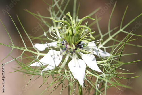 Photo: Nigelle des champs Nigelle des champs