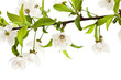 Flowers of cherry-tree. Flowers of cherry-tree.