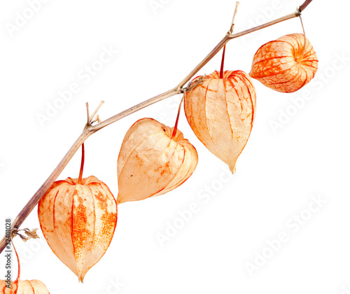 Photo: Physalis alkekengi. Physalis alkekengi.