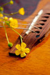 Flower Guitar