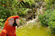 Parrot in the jungle