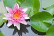 Water Lily or Lotus Flower Floating on Pond