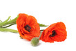 Flowers poppies isolated on a white background