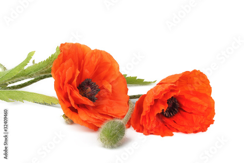Photo: Flowers poppies isolated on a white background Flowers poppies isolated on a white background