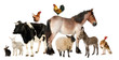 Variety of farm animals in front of white background Variety of farm animals in front of white background