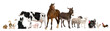 Variety of farm animals in front of white background